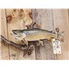Image 2 : 17" Brown Trout Real Skin Fish Taxidermy