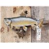 Image 3 : 17" Brown Trout Real Skin Fish Taxidermy