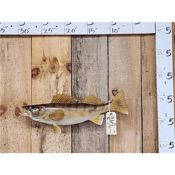 21" Walleye Real Skin Fish Taxidermy