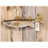 Image 2 : 21" Walleye Real Skin Fish Taxidermy