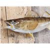 Image 3 : 21" Walleye Real Skin Fish Taxidermy