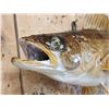 Image 4 : 21" Walleye Real Skin Fish Taxidermy