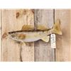 Image 5 : 21" Walleye Real Skin Fish Taxidermy