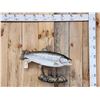 Image 1 : 30" Brown Trout Real Skin Fish Taxidermy