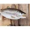 Image 2 : 30" Brown Trout Real Skin Fish Taxidermy