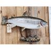 Image 3 : 30" Brown Trout Real Skin Fish Taxidermy
