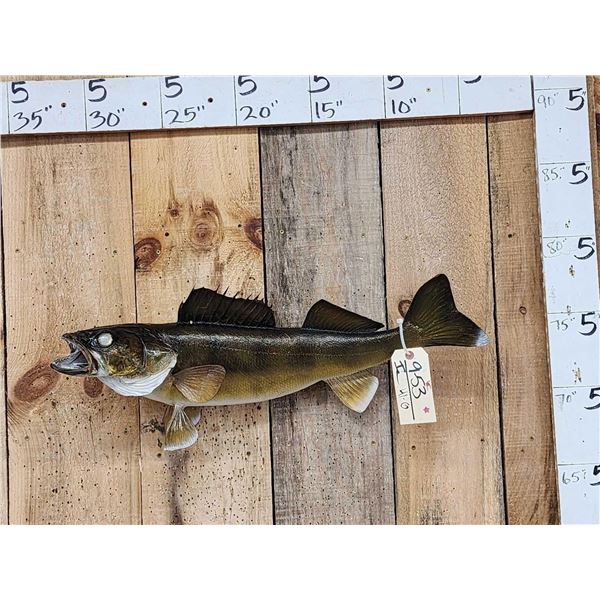 28" Walleye Real Skin Fish Taxidermy