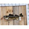 Image 1 : 28" Walleye Real Skin Fish Taxidermy