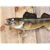Image 2 : 28" Walleye Real Skin Fish Taxidermy