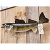 Image 3 : 28" Walleye Real Skin Fish Taxidermy
