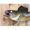 Image 4 : 28" Walleye Real Skin Fish Taxidermy