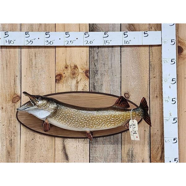 34" Northern Pike Real Skin Fish Taxidermy