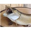 Image 3 : 34" Northern Pike Real Skin Fish Taxidermy