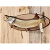 Image 4 : 34" Northern Pike Real Skin Fish Taxidermy