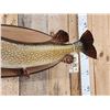 Image 5 : 34" Northern Pike Real Skin Fish Taxidermy