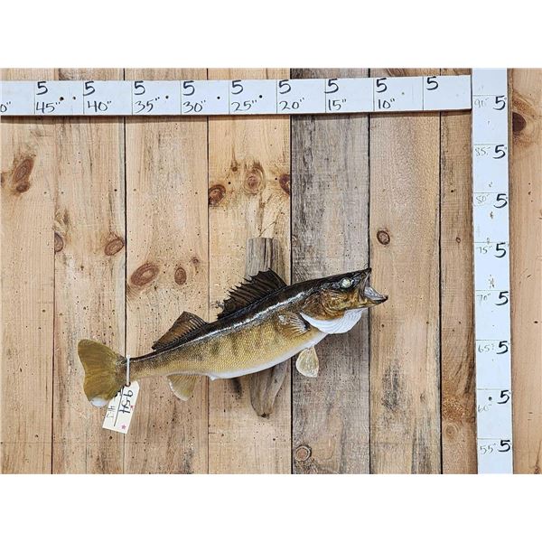 31" Walleye Real Skin Fish Taxidermy