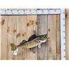 Image 1 : 31" Walleye Real Skin Fish Taxidermy