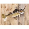 Image 2 : 31" Walleye Real Skin Fish Taxidermy