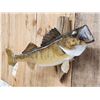 Image 3 : 31" Walleye Real Skin Fish Taxidermy