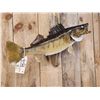 Image 4 : 31" Walleye Real Skin Fish Taxidermy