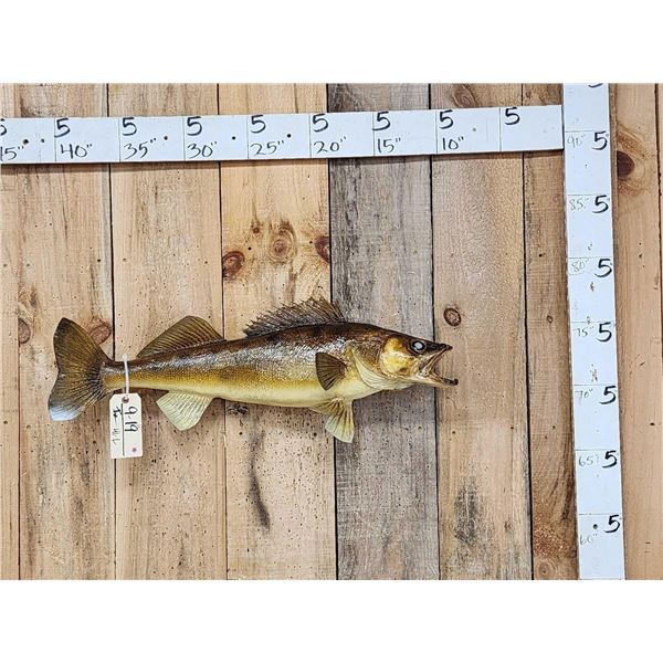 33" Walleye Real Skin Fish Taxidermy
