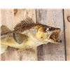 Image 2 : 33" Walleye Real Skin Fish Taxidermy