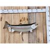 Image 1 : 35" Rainbow Trout Real Skin Fish Taxidermy