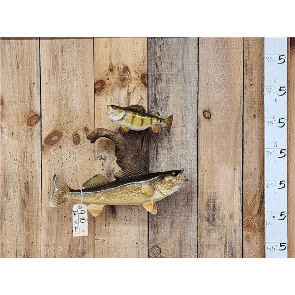 12" Perch & 22" Walleye Real Skin Fish Taxidermy