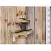 Image 1 : 12" Perch & 22" Walleye Real Skin Fish Taxidermy
