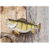 Image 2 : 12" Perch & 22" Walleye Real Skin Fish Taxidermy