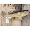 Image 3 : 12" Perch & 22" Walleye Real Skin Fish Taxidermy
