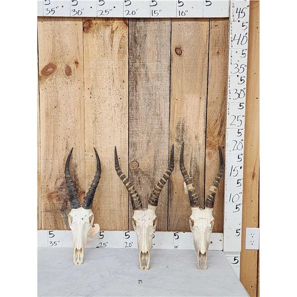 3 African Blesbok Skulls Taxidermy
