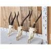 Image 2 : 3 African Blesbok Skulls Taxidermy