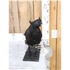 Image 4 : Black Rooster Chicken Full Body Bird Taxidermy