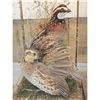 Image 5 : Male & Female Quail In A Table Top Lamp Bird Taxidermy