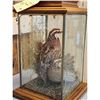 Image 6 : Male & Female Quail In A Table Top Lamp Bird Taxidermy