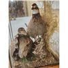 Image 7 : Male & Female Quail In A Table Top Lamp Bird Taxidermy