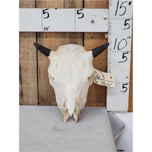 American Bison Buffalo Calf Skull Taxidermy