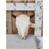 Image 1 : American Bison Buffalo Calf Skull Taxidermy