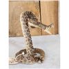 Image 2 : Diamondback Rattlesnake Full Body Taxidermy Mount