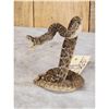 Image 3 : Diamondback Rattlesnake Full Body Taxidermy Mount