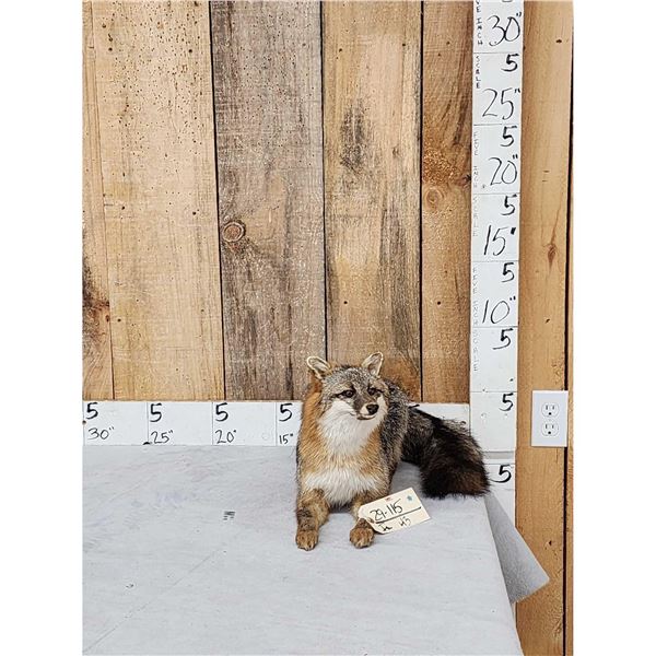 Grey Or Swift Fox Full Body Taxidermy Mount