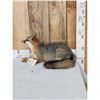 Image 2 : Grey Or Swift Fox Full Body Taxidermy Mount