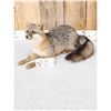 Image 3 : Grey Or Swift Fox Full Body Taxidermy Mount