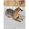 Image 4 : Grey Or Swift Fox Full Body Taxidermy Mount