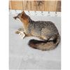 Image 5 : Grey Or Swift Fox Full Body Taxidermy Mount