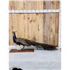 Image 1 : Blue Shoulder Peacock Full Body Bird Taxidermy