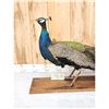 Image 2 : Blue Shoulder Peacock Full Body Bird Taxidermy