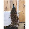 Image 4 : Blue Shoulder Peacock Full Body Bird Taxidermy