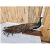 Image 5 : Blue Shoulder Peacock Full Body Bird Taxidermy